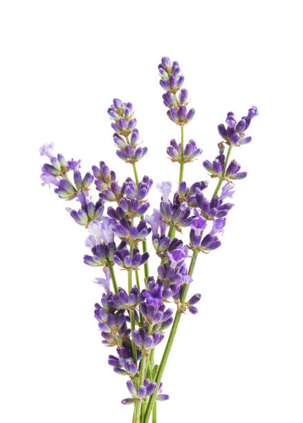 istock Lavender flowers isolated on white background 1433039872