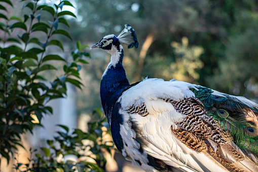 Close up of a white peacock in gardens of Saint George's Castle in Lisbon Portugal