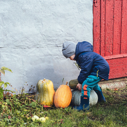 Funny child tries to lift a huge pumpkin. Strong boy and hero. Thanksgiving holiday season and Halloween. Copy space