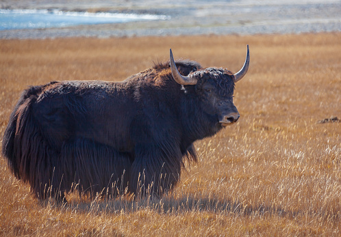 Wild bull of Tibetan yak stands on pasture in the mountains. Male yak or sarlyk or grunting bull watches warily in the mountain steppe.