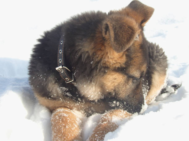 istock Cute German shepherd puppy on white snow 1433042844