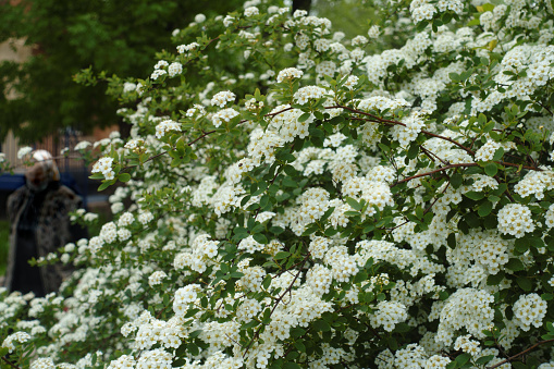 Plentiful white flowers of Spiraea vanhouttei in mid May