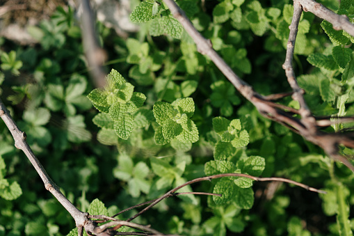 Close-up of mint leaves (mentha suaveolens)