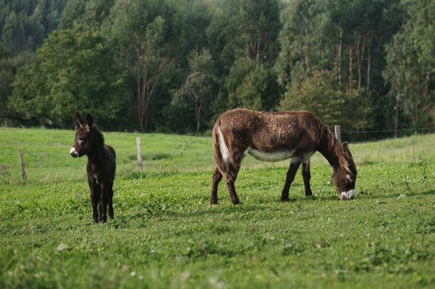 istock Two donkeys in a green grass field 1433044099