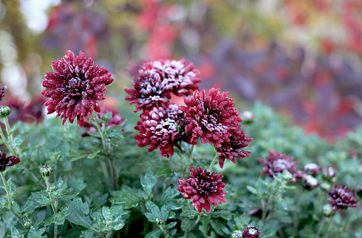 Large heads of plants in bloom red chrysanthemums covered with frost in the autumn garden close-up on the first cold day