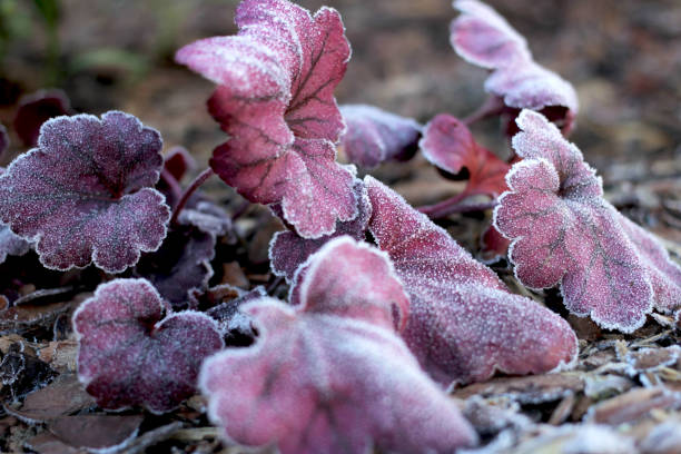 die roten und violetten blätter des heuchera-busches waren mit frost-nahaufnahme bedeckt - flower snow winter close up stock-fotos und bilder