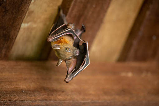 Close-up of a fruit bat hanging upside down
