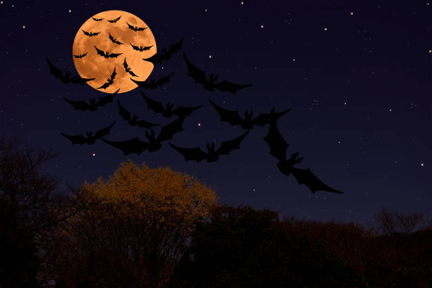 istock Supermoon rising over the flying bat 1433046855
