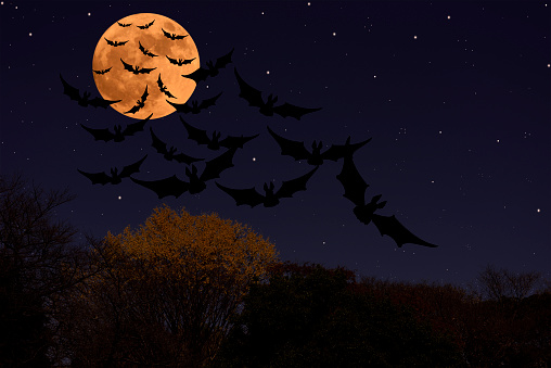 Supermoon rising over the flying bat in spooky Halloween sky.