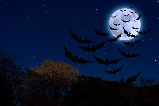 Supermoon rising over the flying bat in spooky Halloween sky.