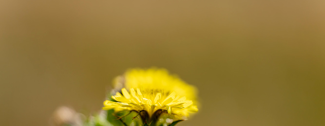 Fluffy dandelion and buttercup heads close-up on a blurred green background. Wildflowers postcard