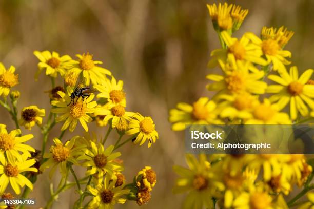 Ragwort In A Nature Reserve Stock Photo - Download Image Now - Ragwort, 2022, Backgrounds