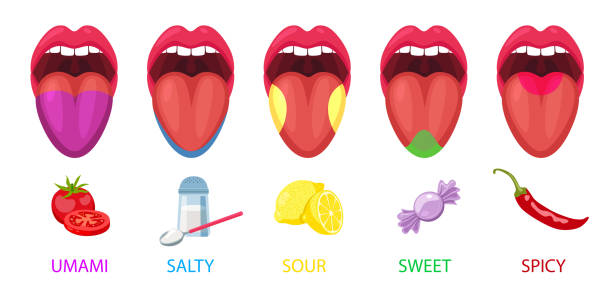 ilustraciones, imágenes clip art, dibujos animados e iconos de stock de cinco áreas lingüísticas básicas como umami, salado, ácido, dulce - lingual