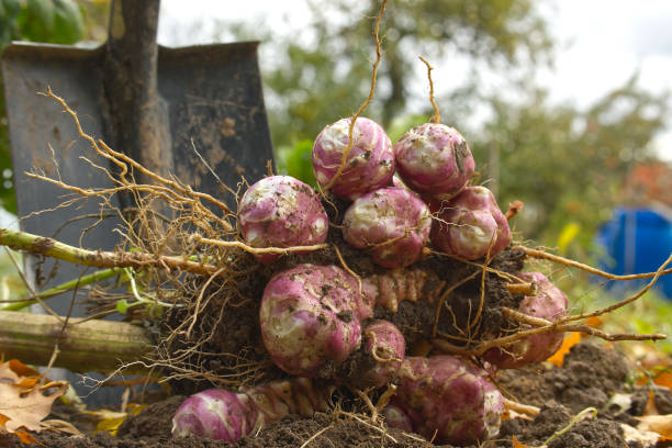 istock Harvesting Jerusalem artichoke from the soil with shovel 1433048884