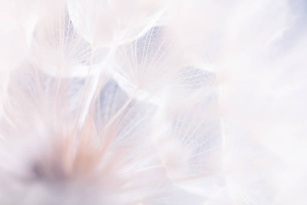 istock Abstract dandelion macro flower background. Seed macro closeup. Soft focus 1433050315