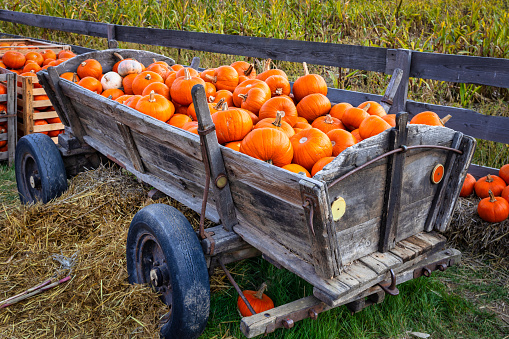 Pumpkins at a rural roadside stand in rows and in a large old wooden barrel.
