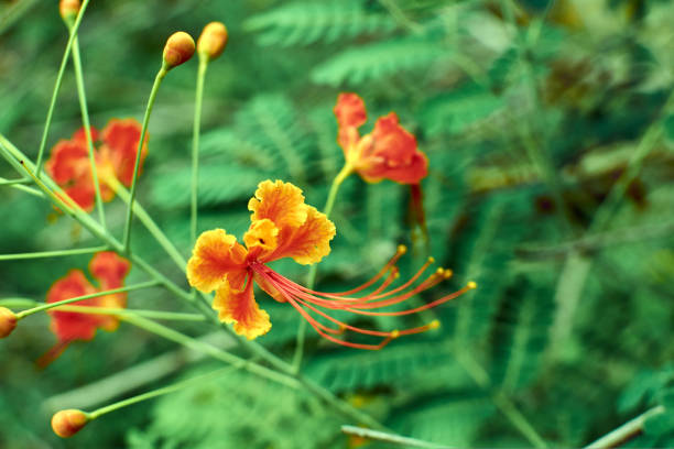istock exotic yellow-orange flower with long stamens 1433052201