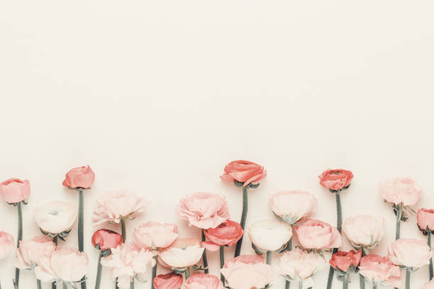 istock Beautiful colored ranunculus flowers on a white background. 1433052616