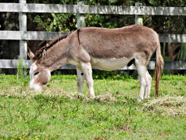 istock Donkey (Equus africanus asinus) - grazing on hay 1433052751
