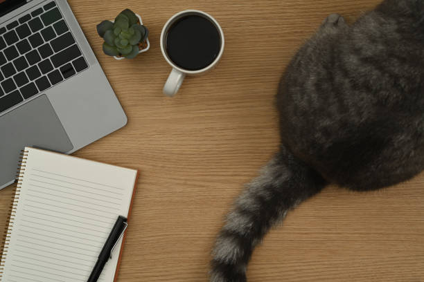 istock Overhead view of laptop computer, notepad, coffee cup and tabby cat on wooden table. 1433055078