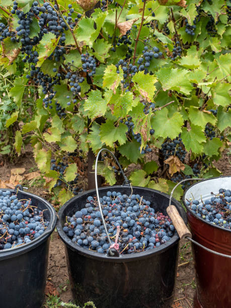 istock buckets with harvested grapes in the vineyard 1433055190