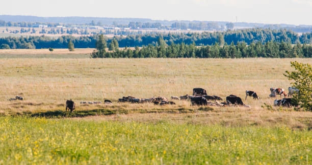 istock a small herd of cows and sheep graze in the meadows 1433055315