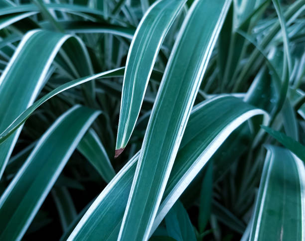 istock green leaves of Chlorophytum comosum. ( spider plant ) 1433055953