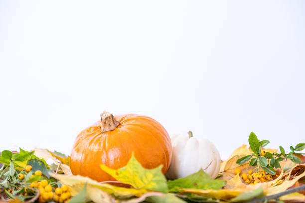 istock Orange and white pumpkins laying on colourful leaves 1433057289