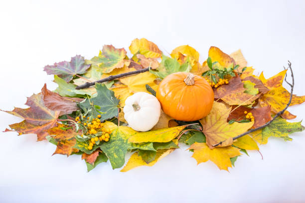 istock Orange and white pumpkins laying on colourful leaves 1433057458