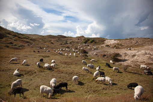 Flock of sheep grazing in the dunes near Bergen aan Zee in the Netherlands