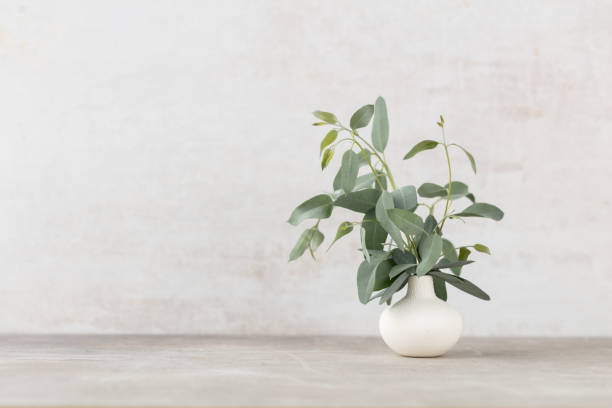 istock Green eucalyptus leaves in vase. Front view. Place for text, copy space, mockup. 1433059005
