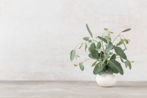 istock Green eucalyptus leaves in vase. Front view. Place for text, copy space, mockup. 1433059021