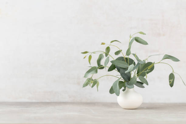 istock Green eucalyptus leaves in vase. Front view. Place for text, copy space, mockup. 1433059023