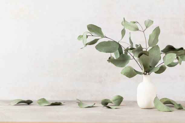 istock Green eucalyptus leaves in vase. Front view. Place for text, copy space, mockup. 1433059144