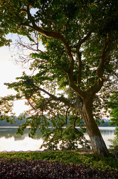 istock a beautiful green tree bowed its branches to the water in the lake 1433059908