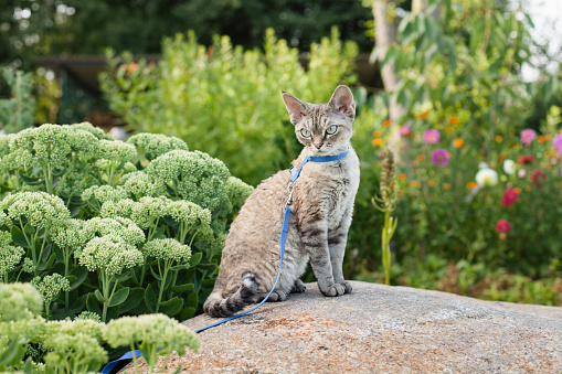 Devon Rex cat walking in garden, has opportunity to get physical activity through climbing, running and exploring.