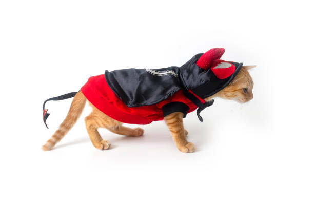 istock Little cat wearing red and black devil costume for halloween standing. 1433063093
