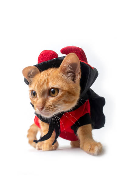 istock Cute little cat wearing red and black devil costume for halloween 1433063145