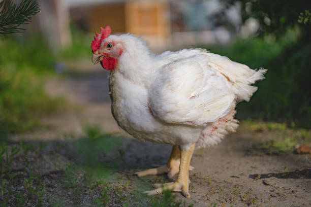 Hen in a farmyard. Gallus gallus domesticus. Selective focus. Chicken broiler. Poultry farm. White chicken walkinng in a farm garden. SDOF male red junglefowl gallus gallus stock pictures, royalty-free photos & images