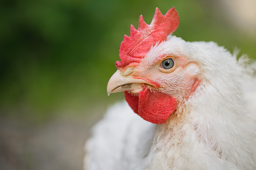 Portrait of a rooster with white plumage close-up. Broiler chicken in the farm outdoors. Space for text. Selective focus.