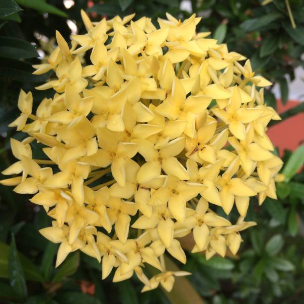 istock The Yellow Ashoka Flower 1433064267