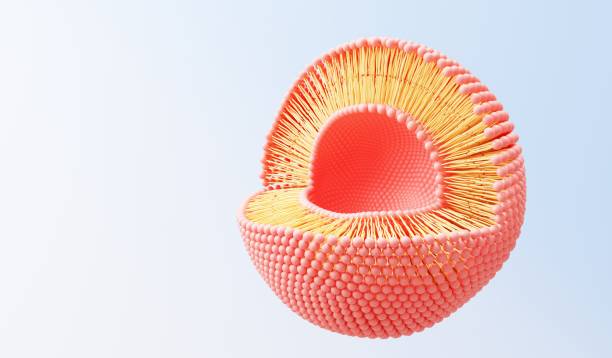 istock 3d render cell membrane Phospholipid Bilayer. Layers of molecules. Gene expression. nucleotide database. Fluid mosaic model for education. Human gene. Plasma membrane structures. 1433064942
