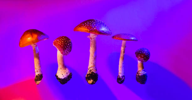 istock mushrooms hallucinogen mushroom fly agaric on a neon background. preparations from Amanita muscaria. drugs. banner 1433064948