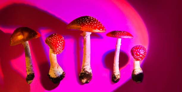 istock mushrooms hallucinogen mushroom fly agaric on a neon background. preparations from Amanita muscaria. drugs. banner 1433064952