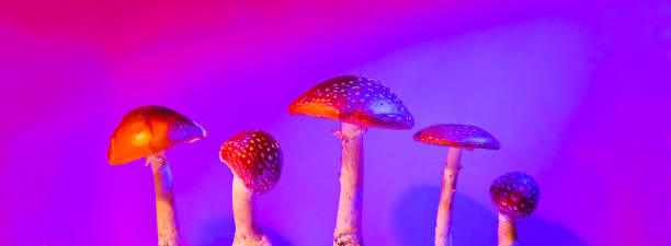 istock mushrooms hallucinogen mushroom fly agaric on a neon background. preparations from Amanita muscaria. drugs. banner 1433064954