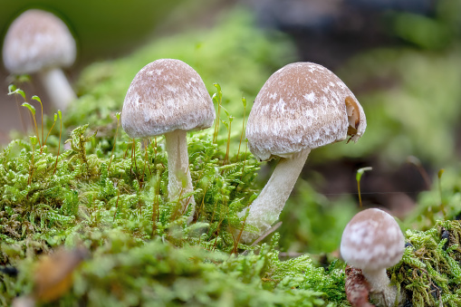 toadstools of different sizes grow in dense green moss on an old tree trunk