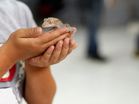 a sand lizard sits in the arms of a child, a reptile with sharp claws and brown scales, a dragon raised at home, an amphibian pet.