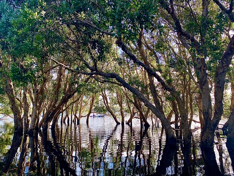 Horizontal vanishing point seascape of still lakeside waters reflection of paper bark melaleuca trees that leak tea tree into water at lake Ainsworth Lennox Head NSW Australia