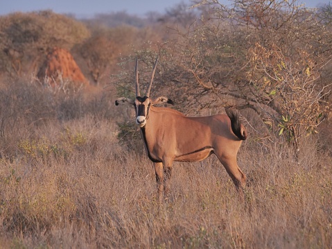 A single Beisa oryx surrounded by leafless trees in Kenya