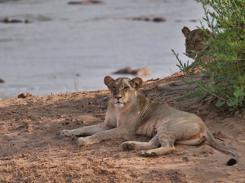 A single lions laying on the ground